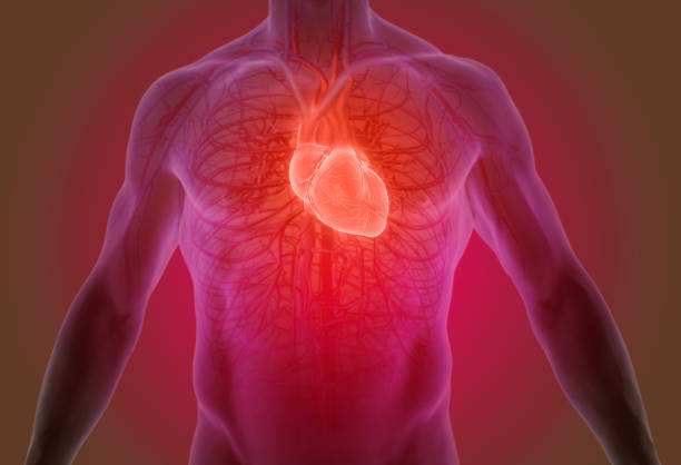 НГДоктор | Эндоскопические операции на сердечных клапанах